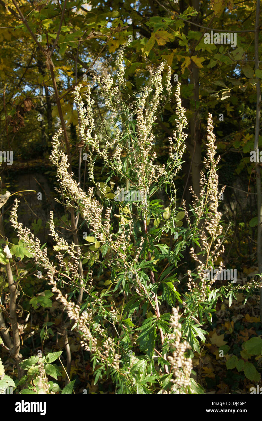 Artemisia vulgaris, Wermut, wormwood Stock Photo