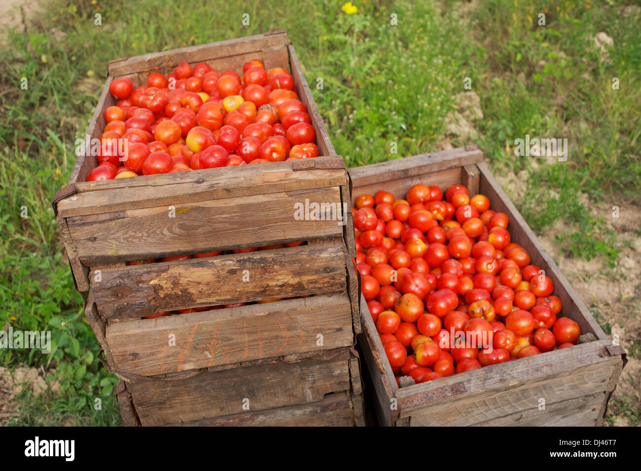 Tomatoes, Pinar del Rio, Cuba Stock Photo