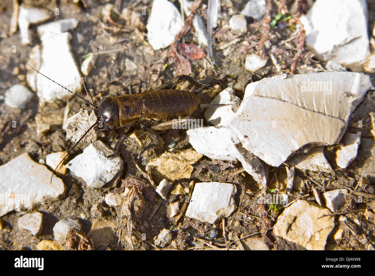 field cricket nymph Stock Photo Alamy
