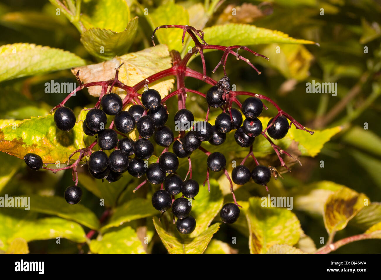 Elderberry Sambucus nigra Stock Photo Alamy
