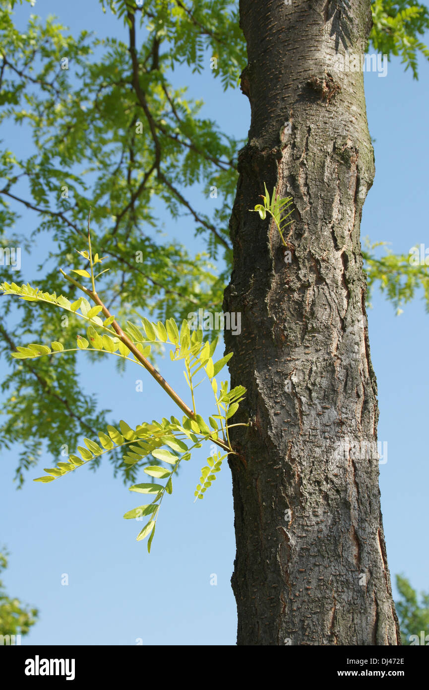 Honey Locust Stock Photo Alamy
