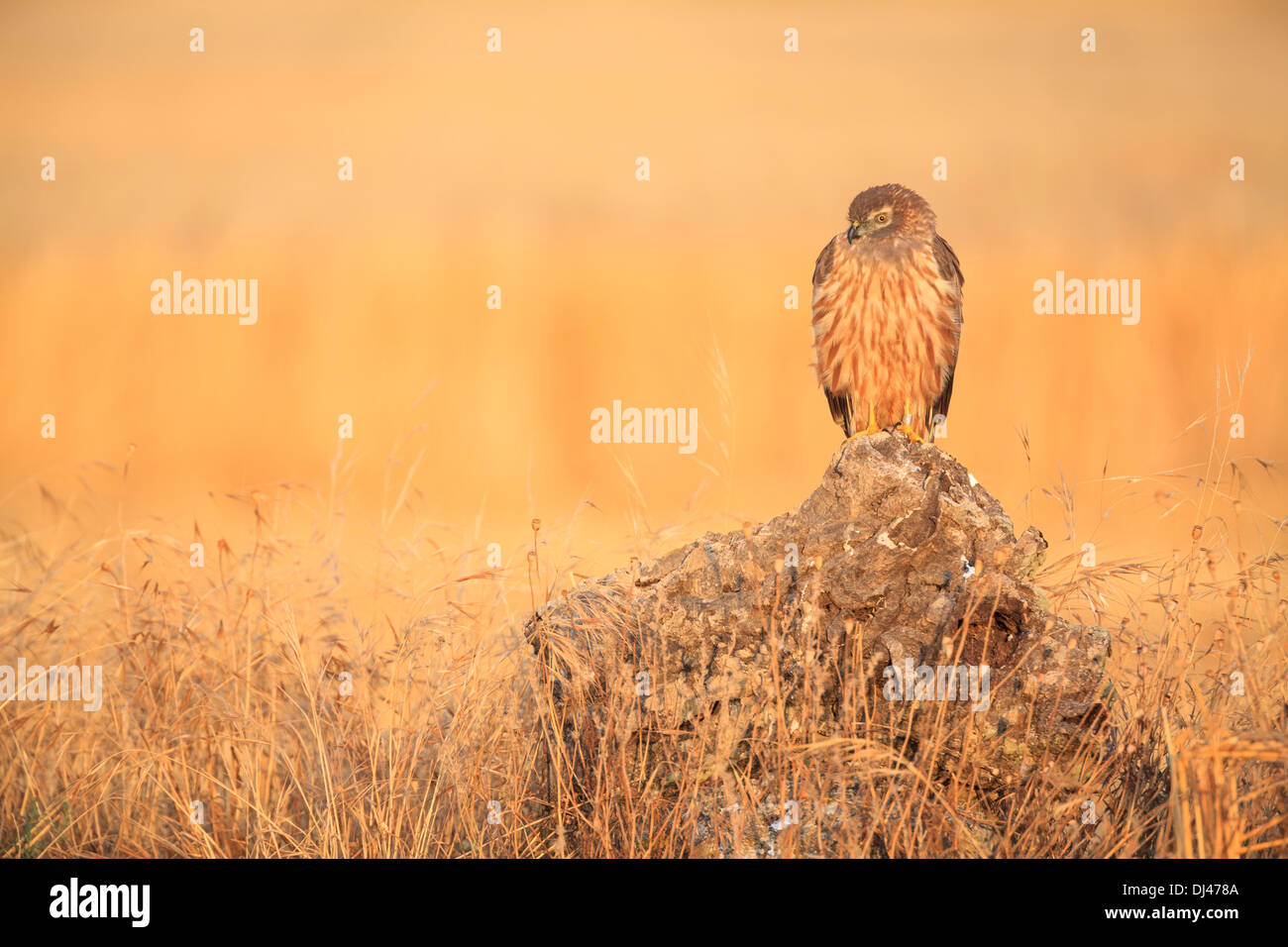 Montagu's Harrier (Circus pygargus) female perched on a stump at sunrise. Lleida province. Catalonia. Spain. Stock Photo