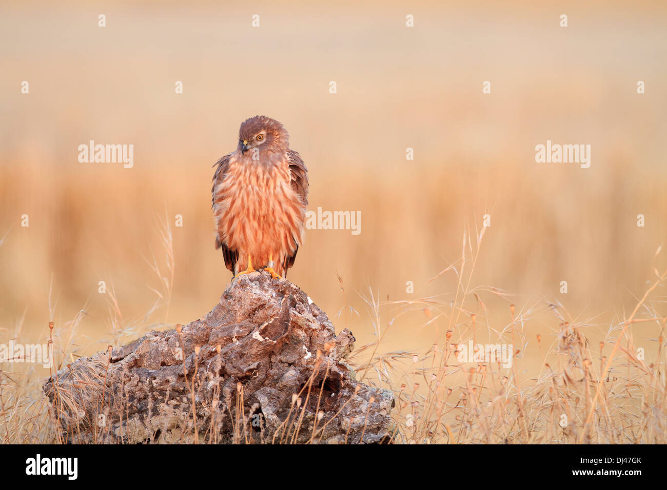 Montagu's Harrier (Circus pygargus) female perched on a stump at sunrise. Lleida province. Catalonia. Spain. Stock Photo