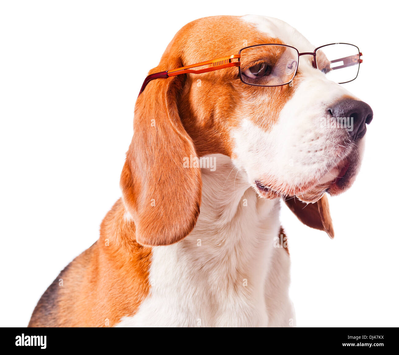 cute dog in glasses on white background Stock Photo Alamy