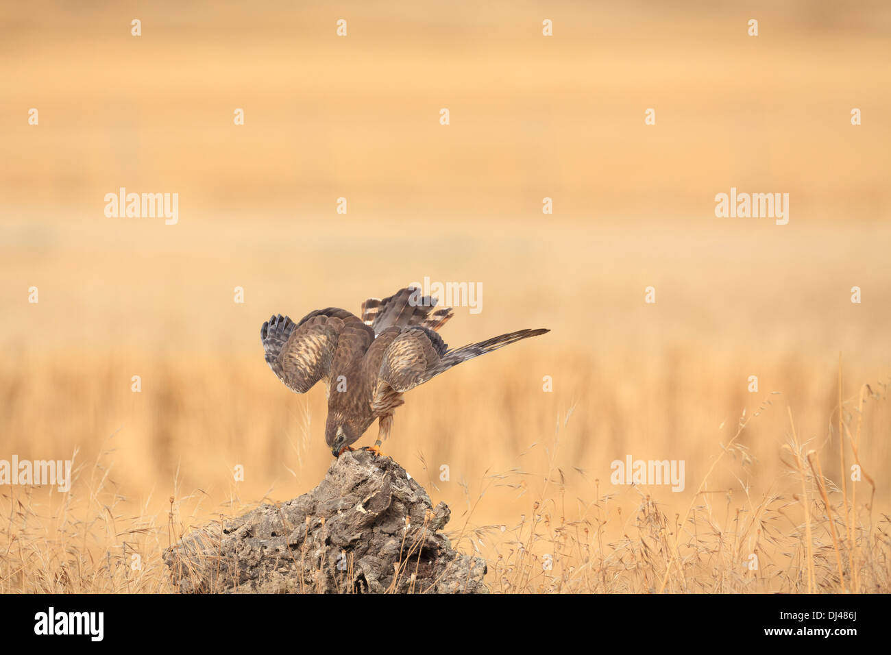 Montagu's Harrier (Circus pygargus) female cleaning his bill on a stump. Lleida province. Catalonia. Spain. Stock Photo