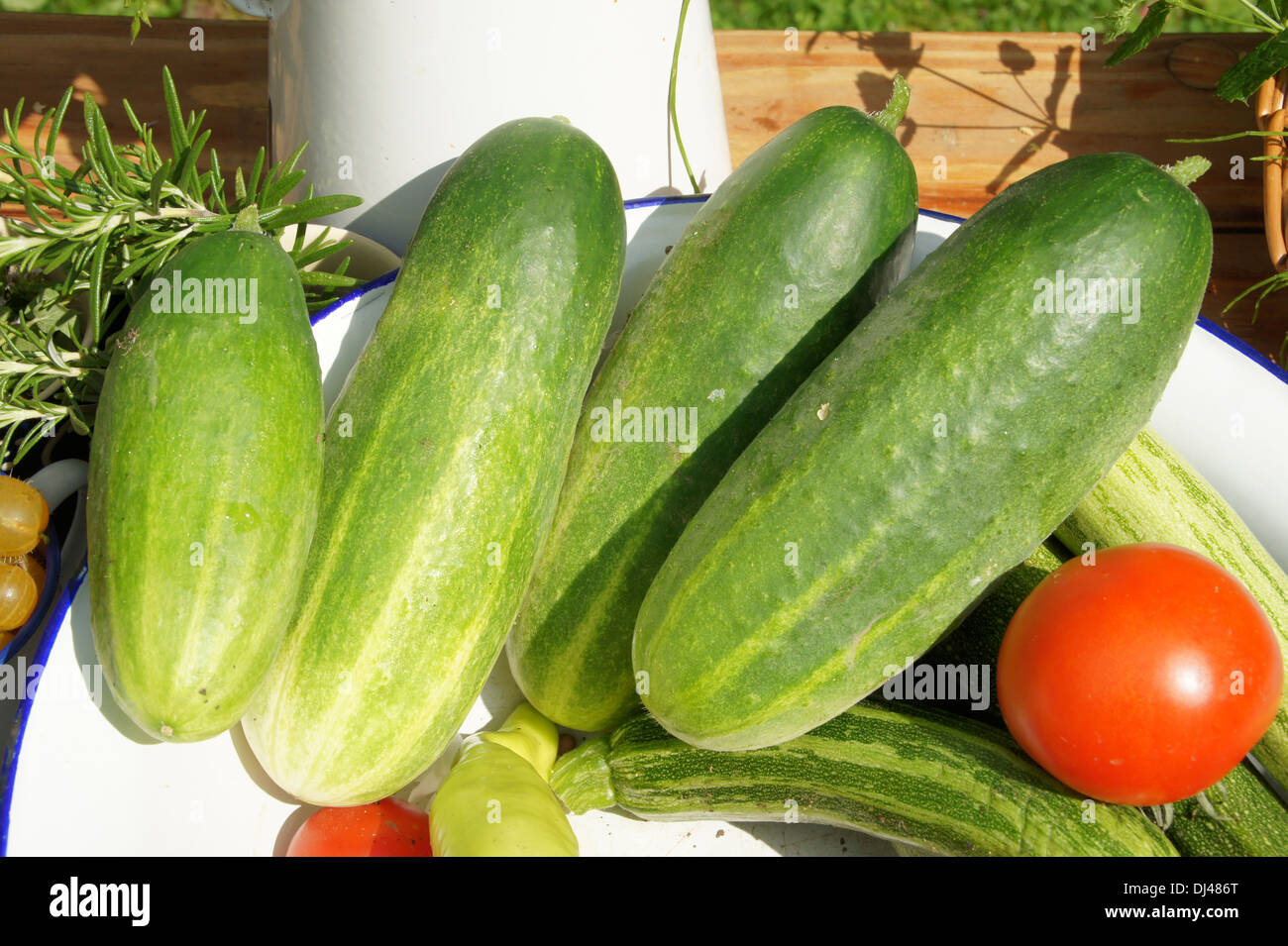 Cucumber Stock Photo