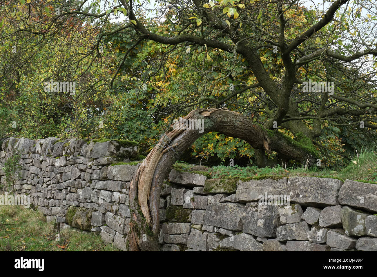 Curved tree trunk growing over a dry stone wall, Peak District