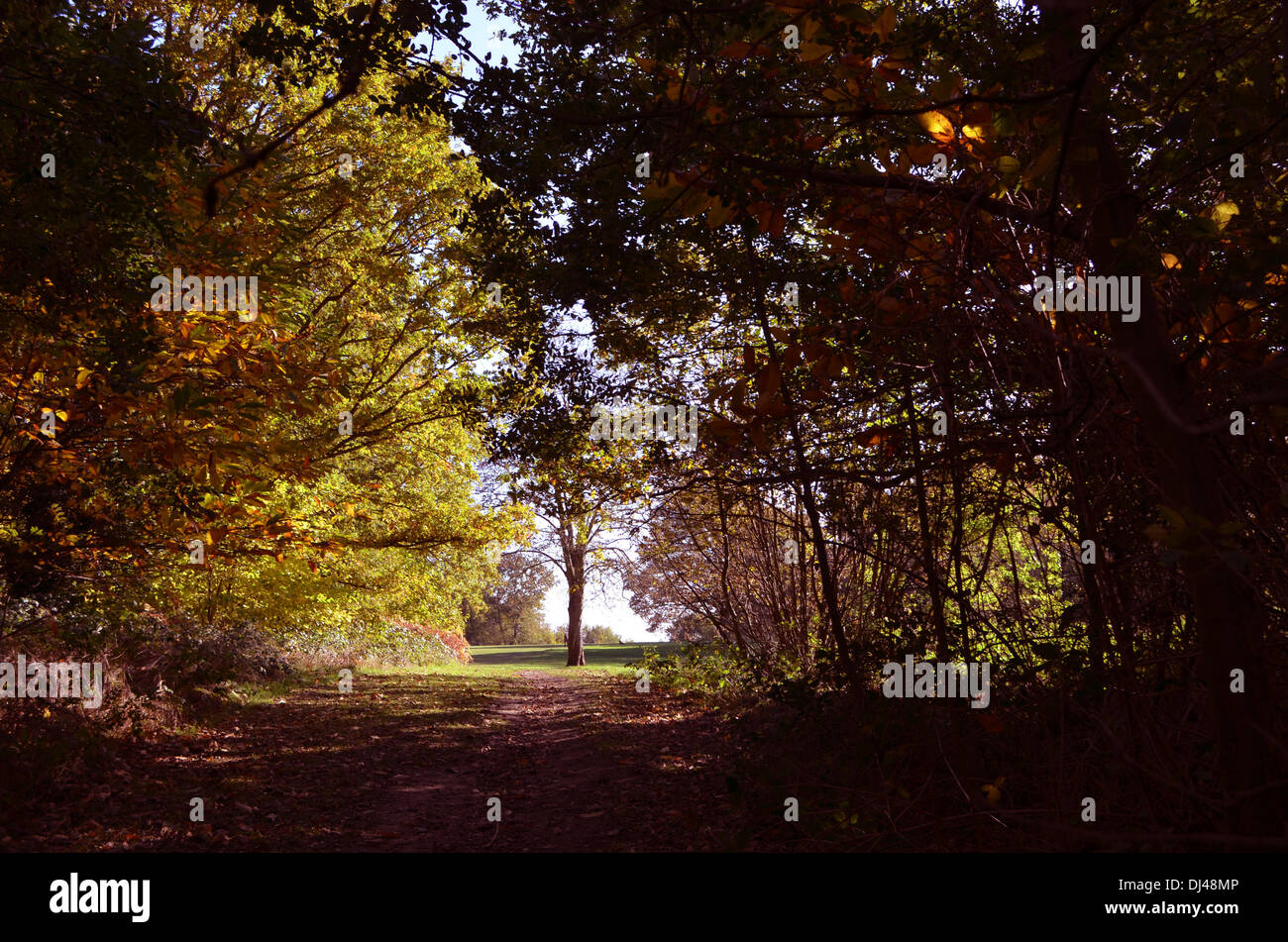 This popular walk is covered with the leaves of the trees in autumn. Autumn is the season of dark nights and heralds the winter Stock Photo