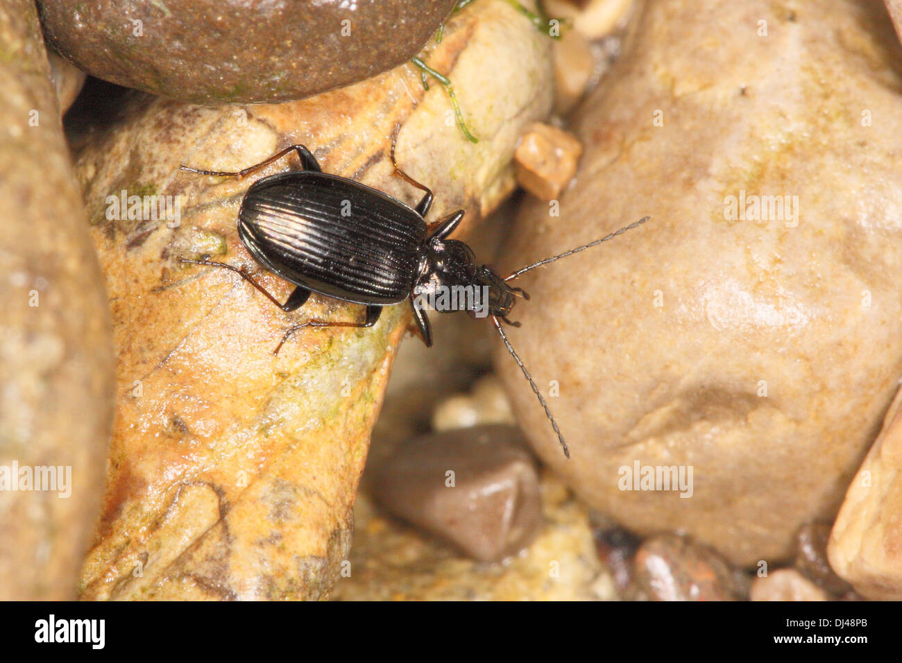 Carabid Beetle Stock Photo