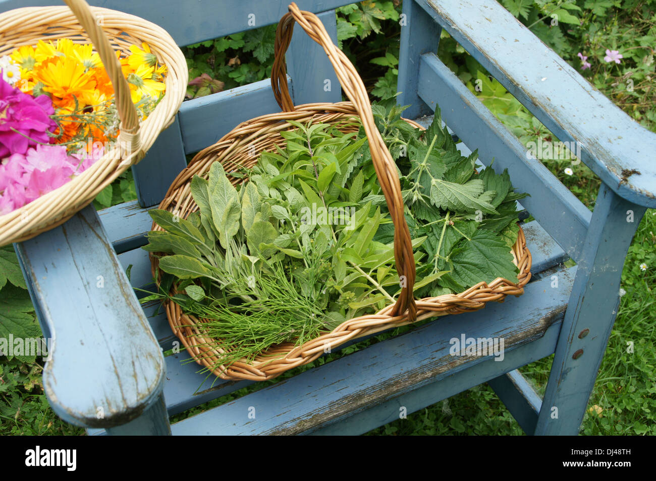 Medical Herbs Stock Photo