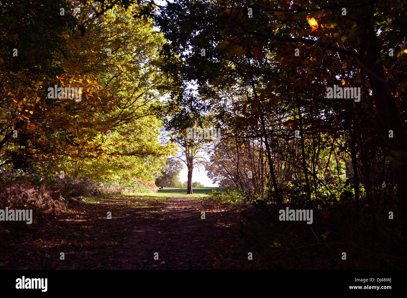 This popular walk is covered with the leaves of the trees in autumn. Autumn is the season of dark nights and heralds the winter Stock Photo