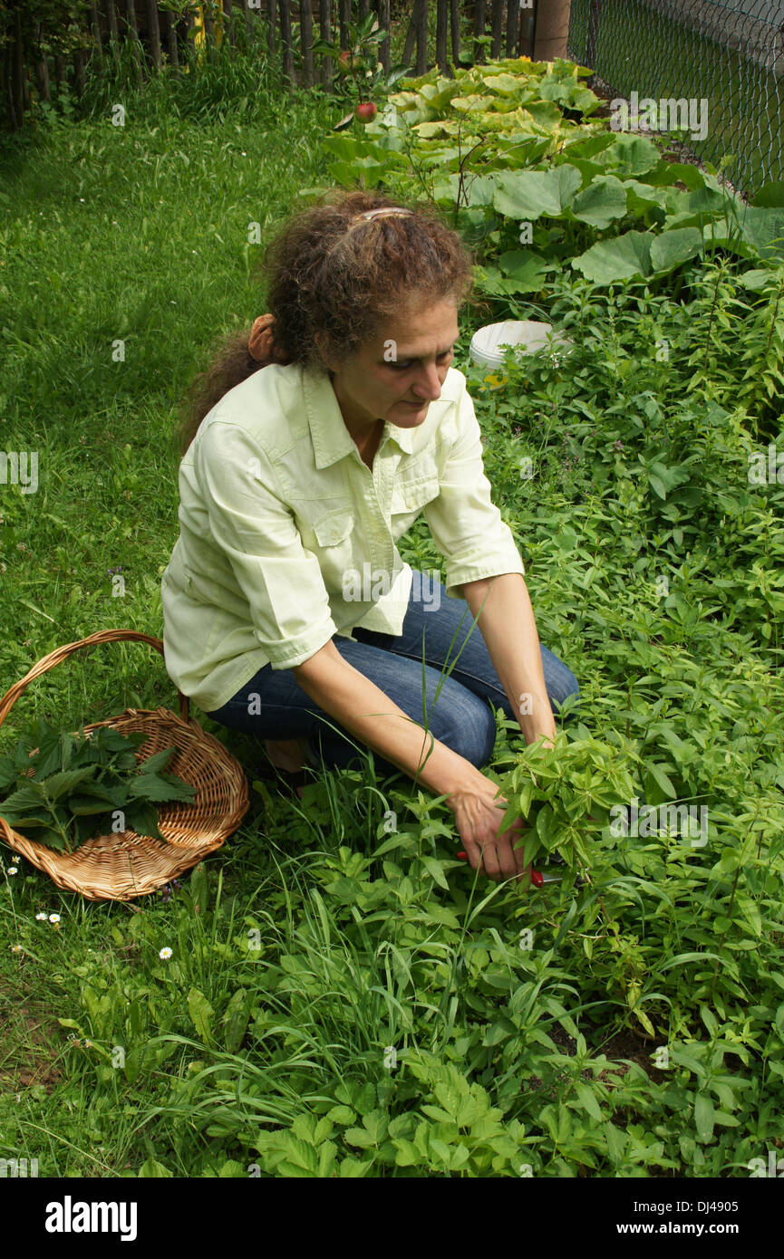 Lemon Verbena Stock Photo