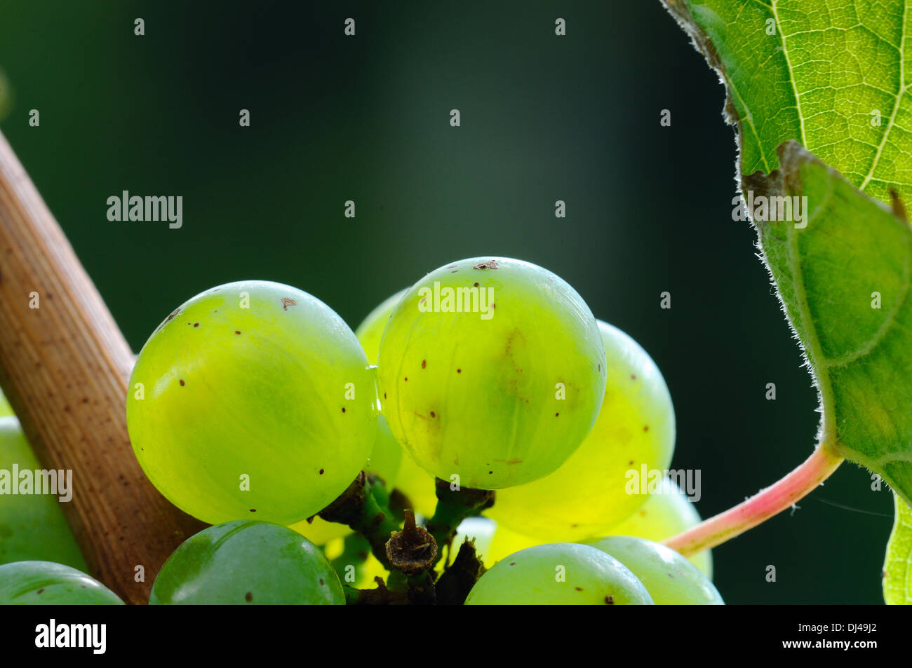Grapes on the vine Stock Photo Alamy