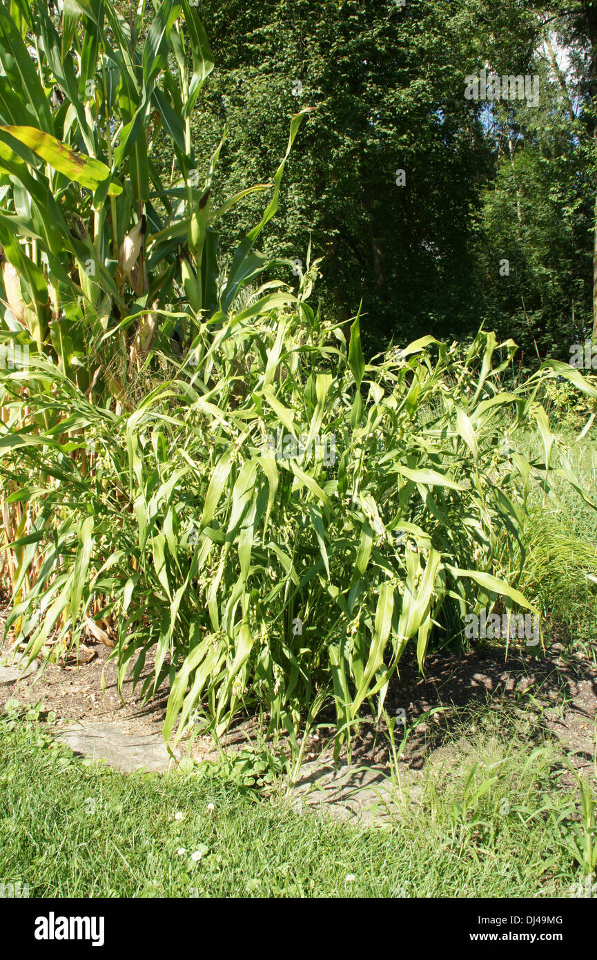 Job´s tears hires stock photography and images Alamy