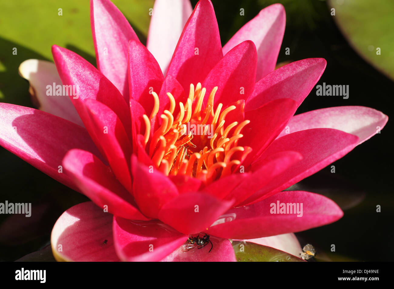 Fragrant Waterlily Stock Photo