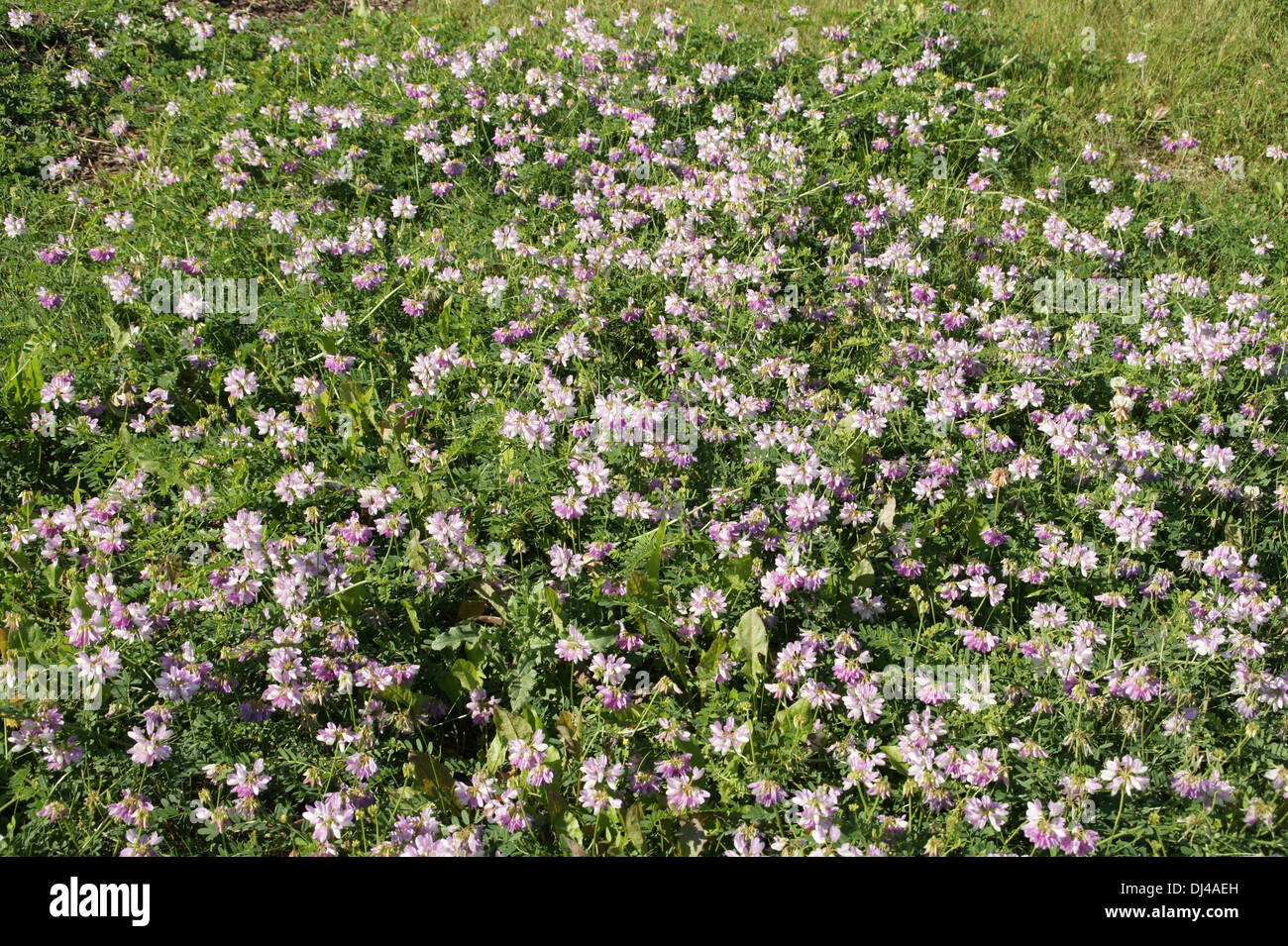 Purple Crown Vetch Stock Photo - Alamy