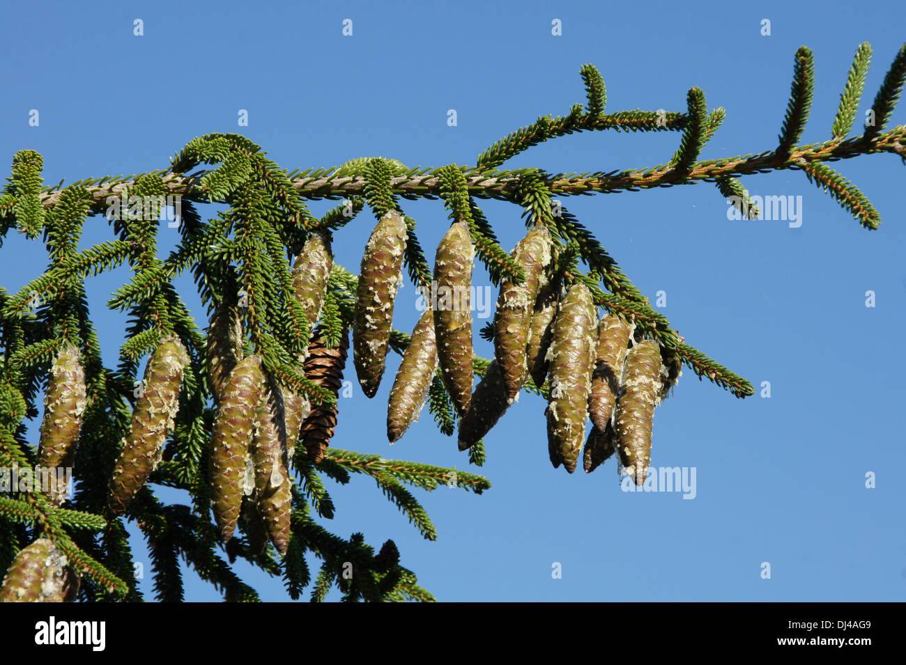 Caucasian Spruce Stock Photo