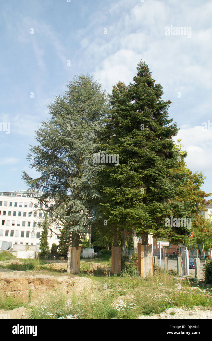 Cedar and Fir with Bark-Protection Stock Photo