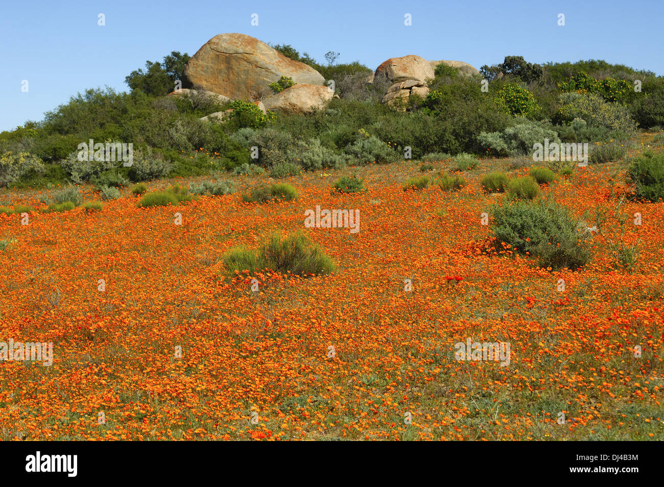 Blossoming Namaqualand Daisies, Namakwaland Stock Photo