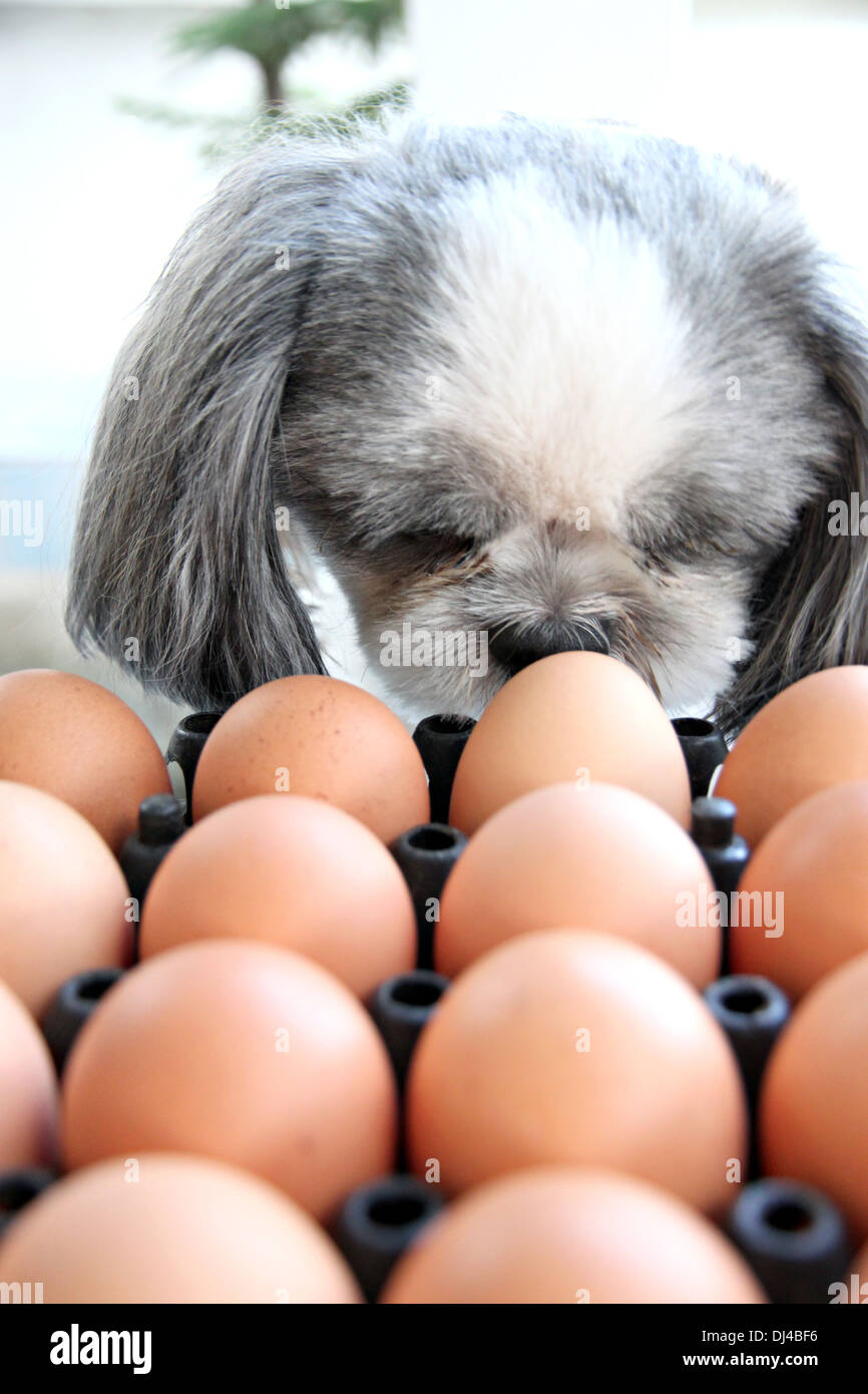 The Dog watching egg and viewed with suspicion. Stock Photo