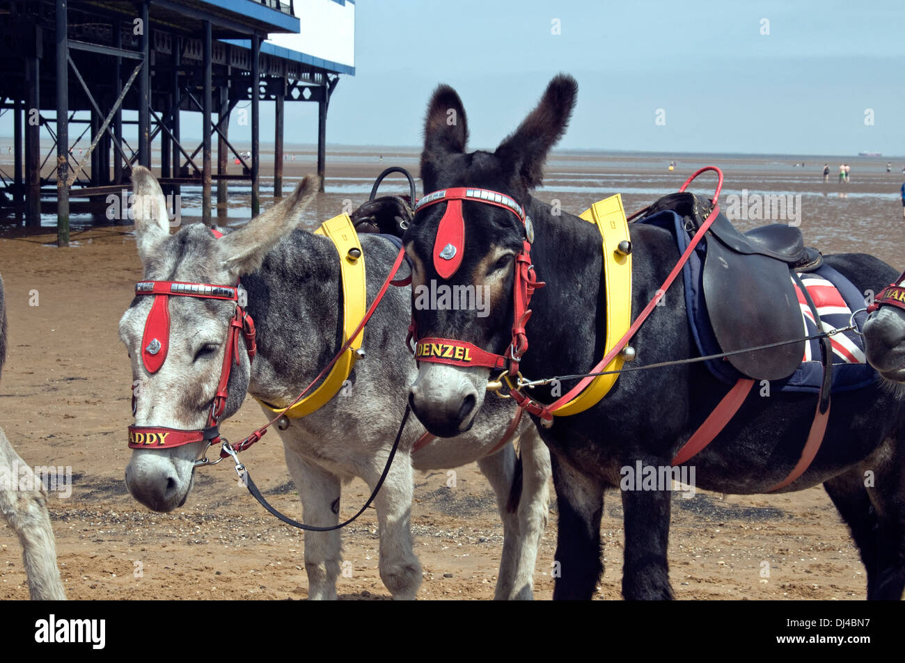 Donkey on the beach in Cleethorps waiting to take children for rides Yorkshire Ray Boswell Stock Photo