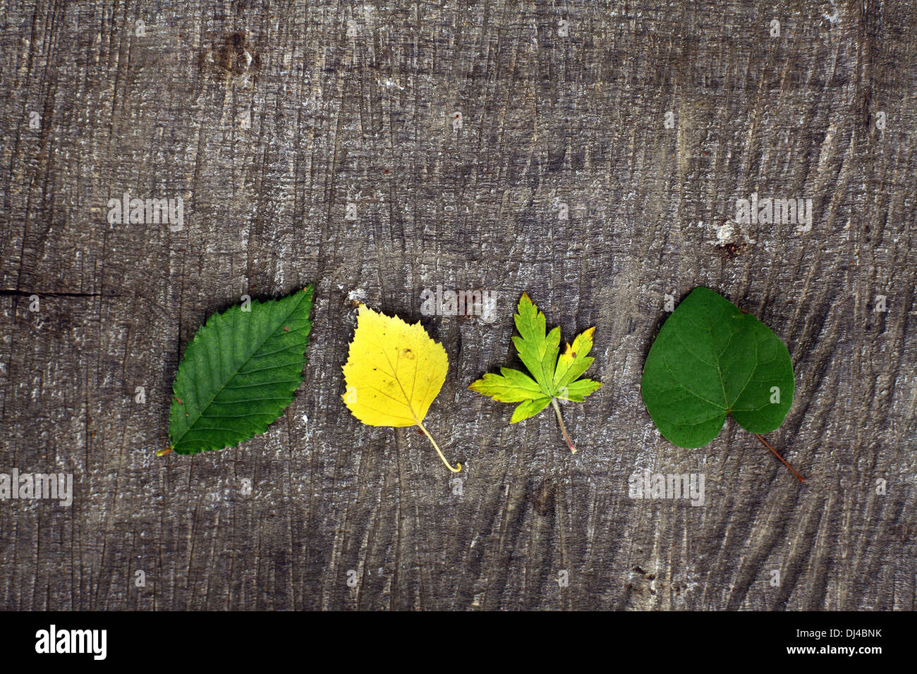 Wood plank green leaves hi-res stock photography and images - Alamy