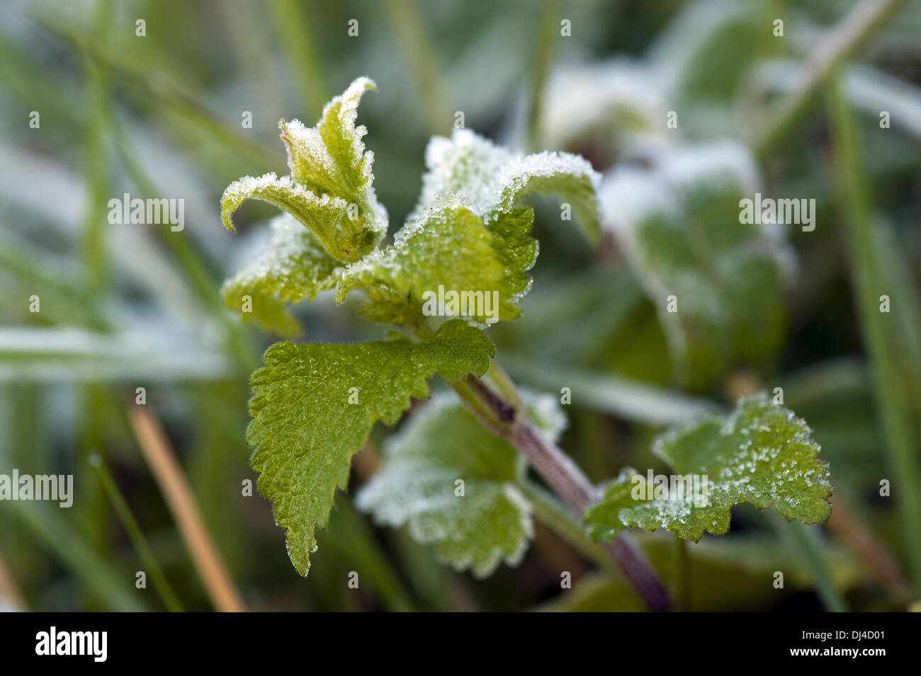 Tobacco plant with hoarfrost Stock Photo