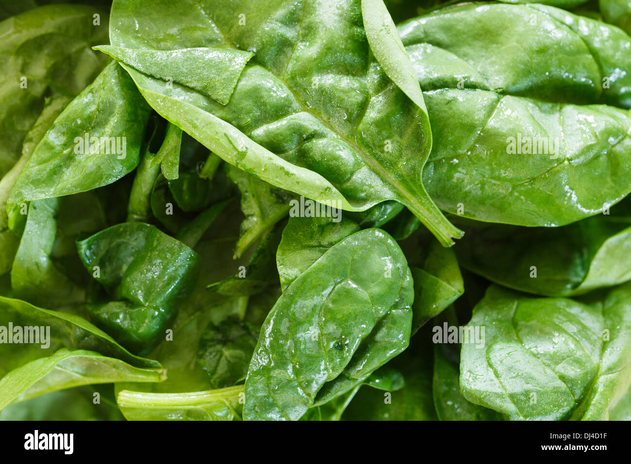 Fresh spinach leaves Stock Photo