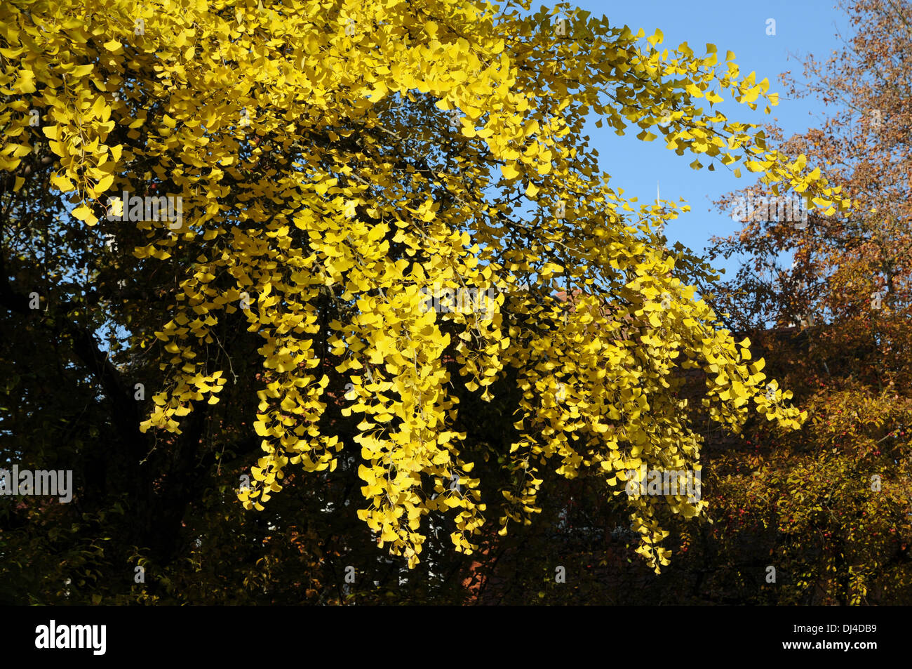 Maidenhair Tree Stock Photo