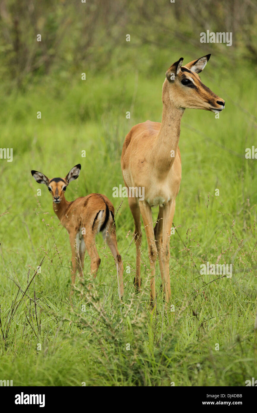 Impala young hi-res stock photography and images - Alamy