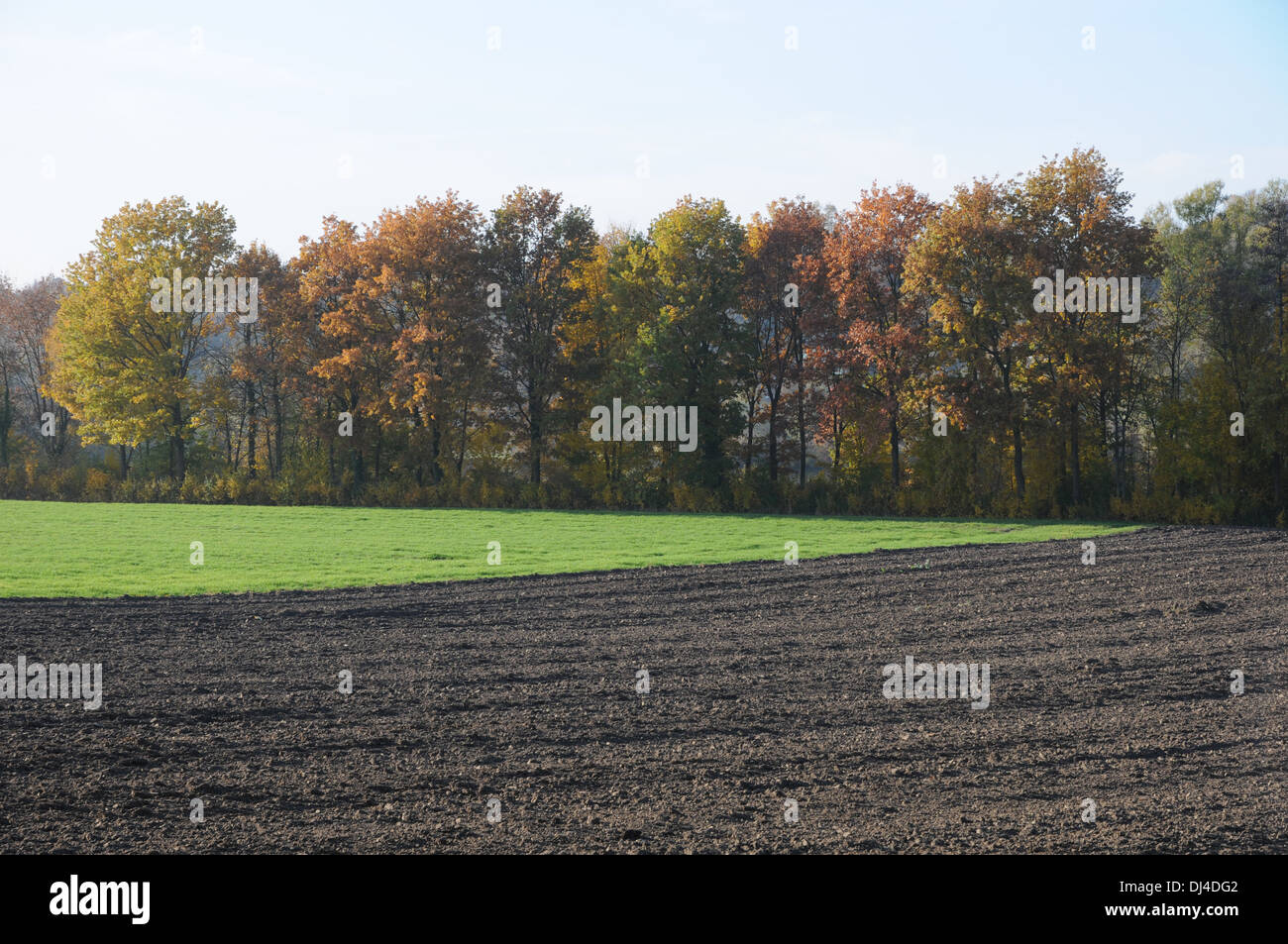 Field Stock Photo