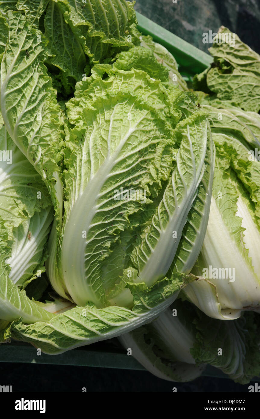 Napa Cabbage Stock Photo