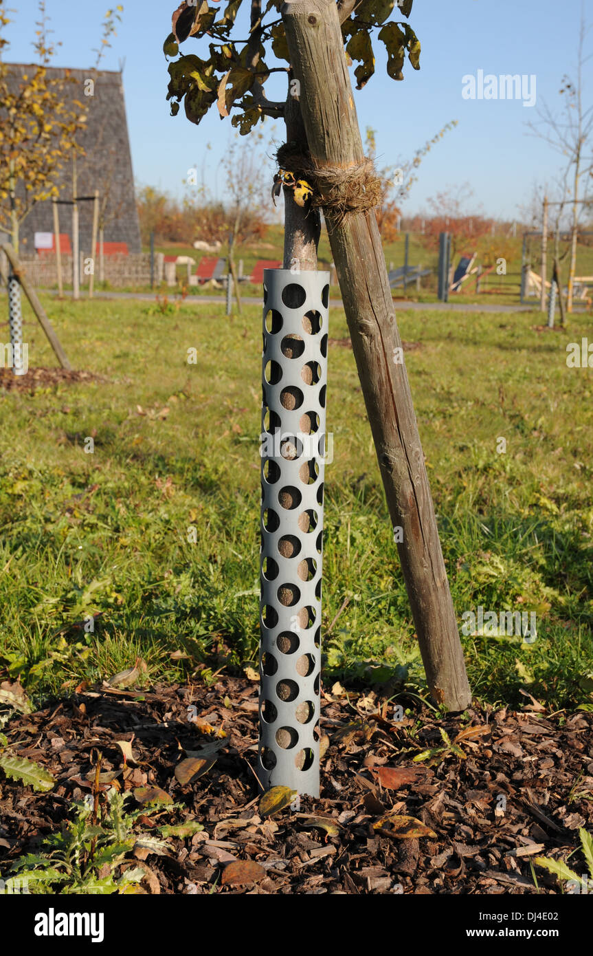 Protecting the Bark Stock Photo