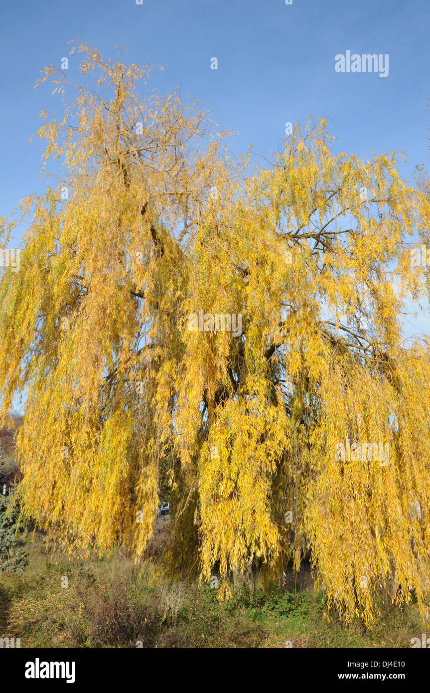 Weeping Willow Stock Photo