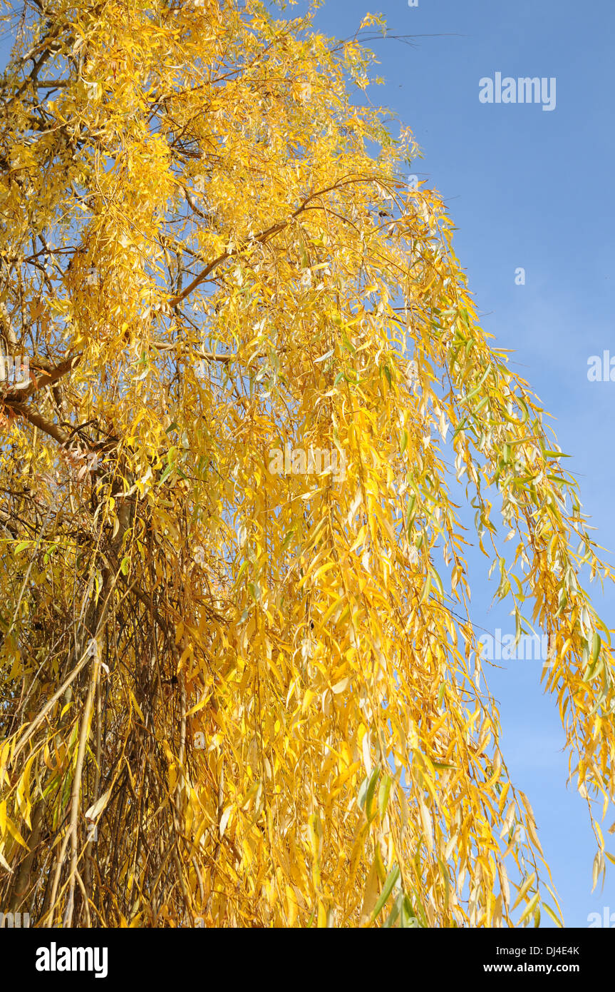 Weeping Willow Stock Photo