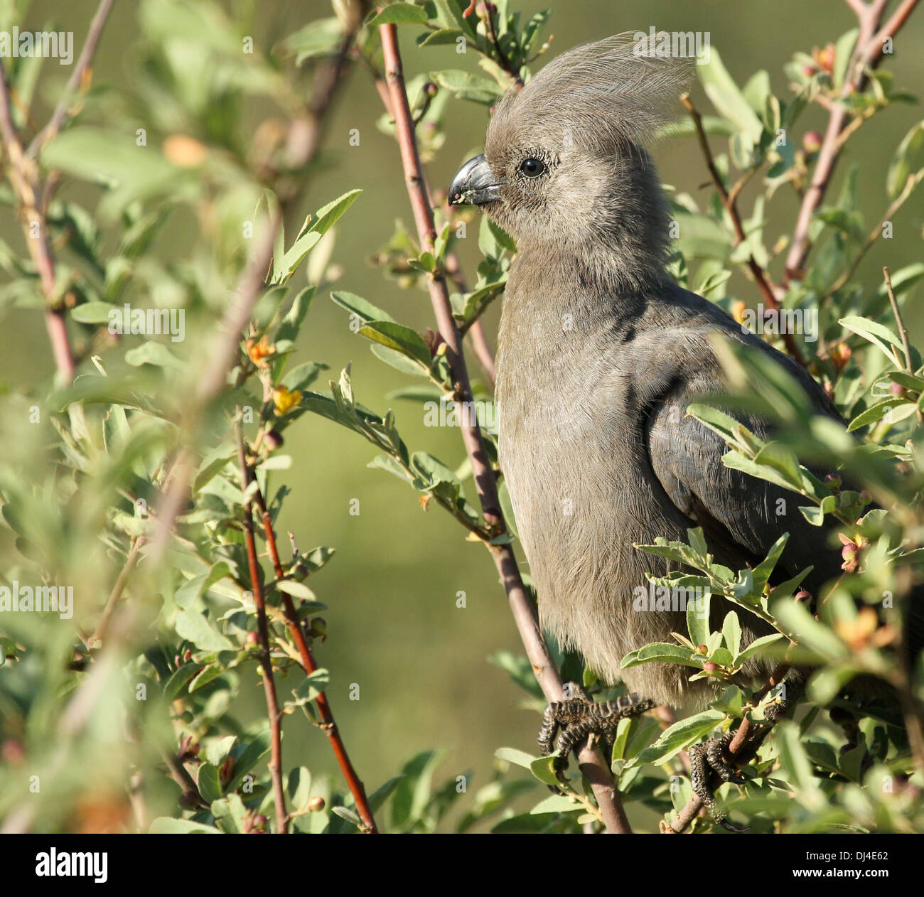 Grey Lourie Corythaixoides concolor Stock Photo