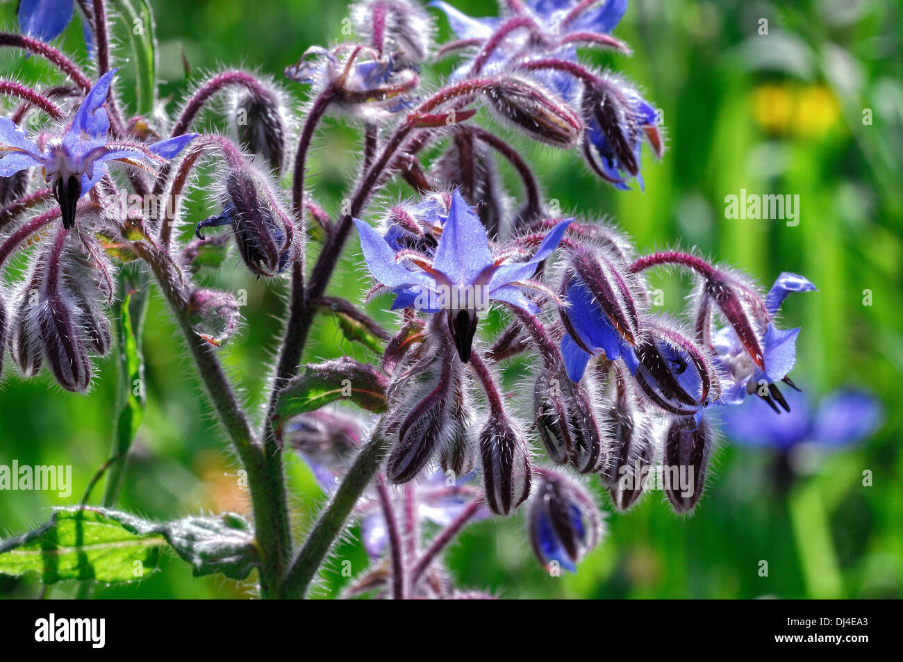 Borrago officinalis hi-res stock photography and images - Alamy