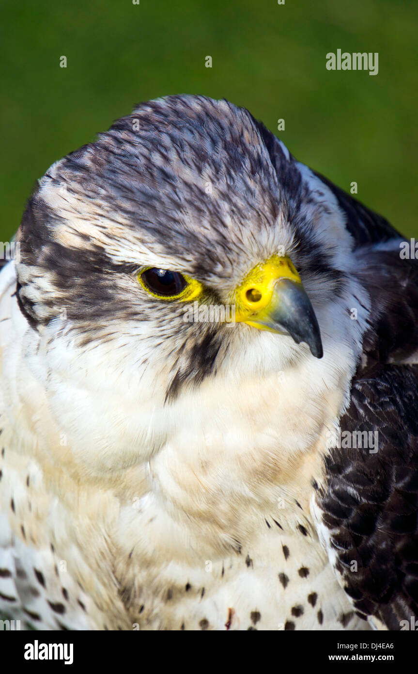 Welsh Hawk Bird of pray Kestrel Hawk Conway North Wales Uk Stock Photo - Alamy