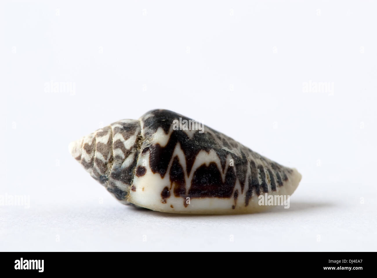 patterned sea snail Stock Photo