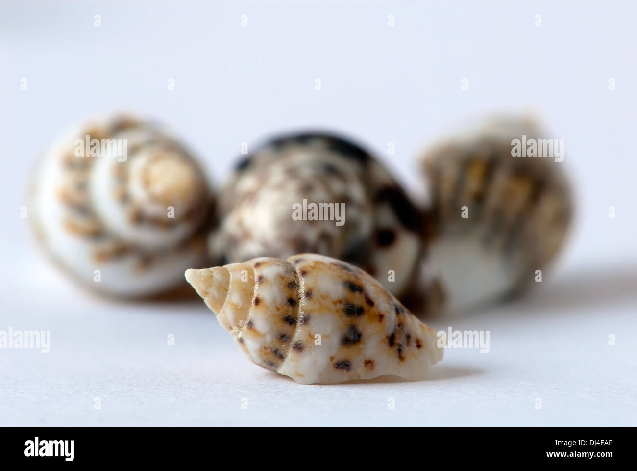 Marine snails Stock Photo