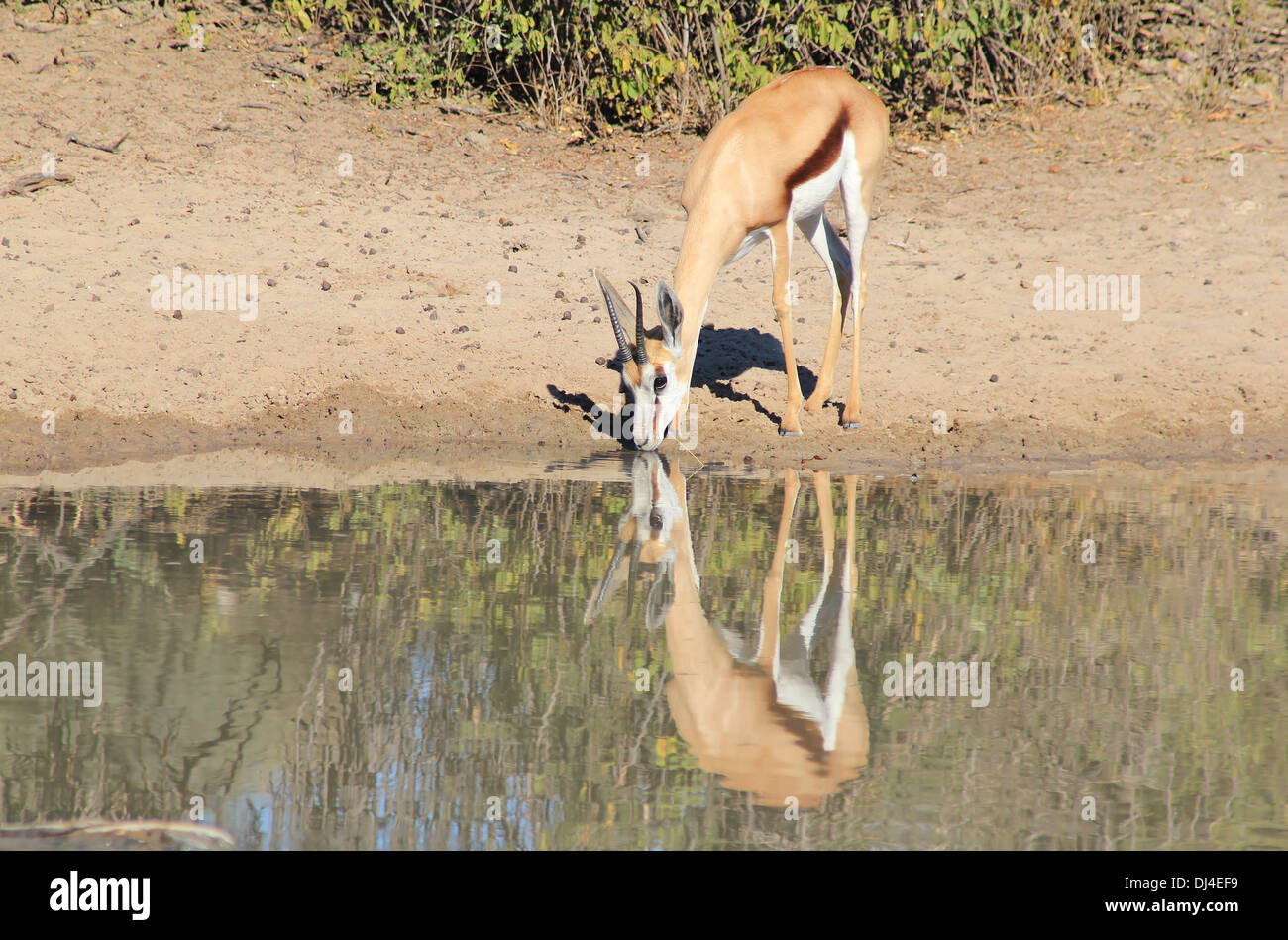 Springbok - Wildlife Background from Africa - Wonderful Life and Color ...