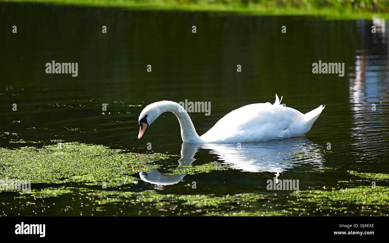 A Mute Swan swimming on a lake ona summers day, England, UK. Stock Photo