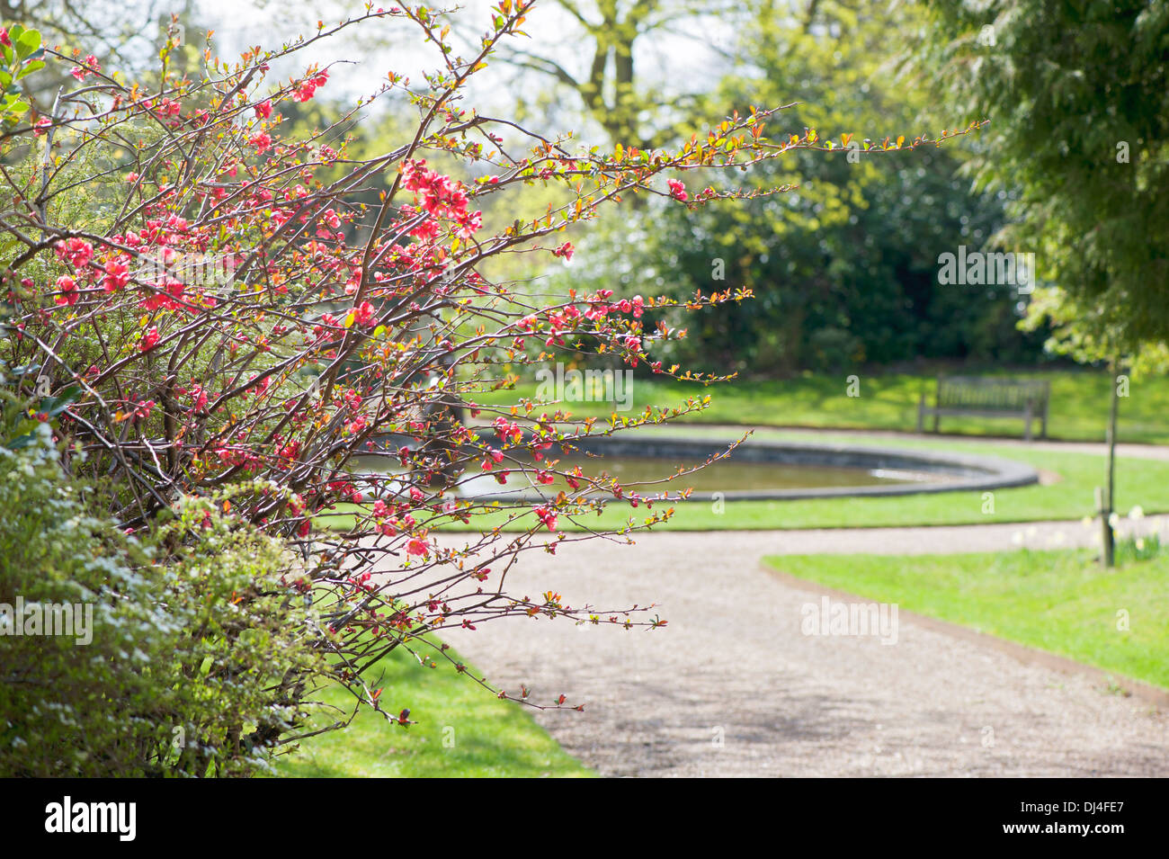 Chaenomeles × superba 'Knap Hill Scarlet' - Flowering Quince Stock Photo