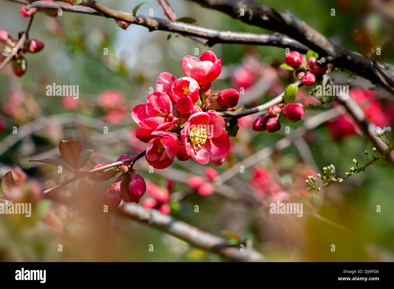 Chaenomeles × superba 'Knap Hill Scarlet' - Flowering Quince Stock Photo