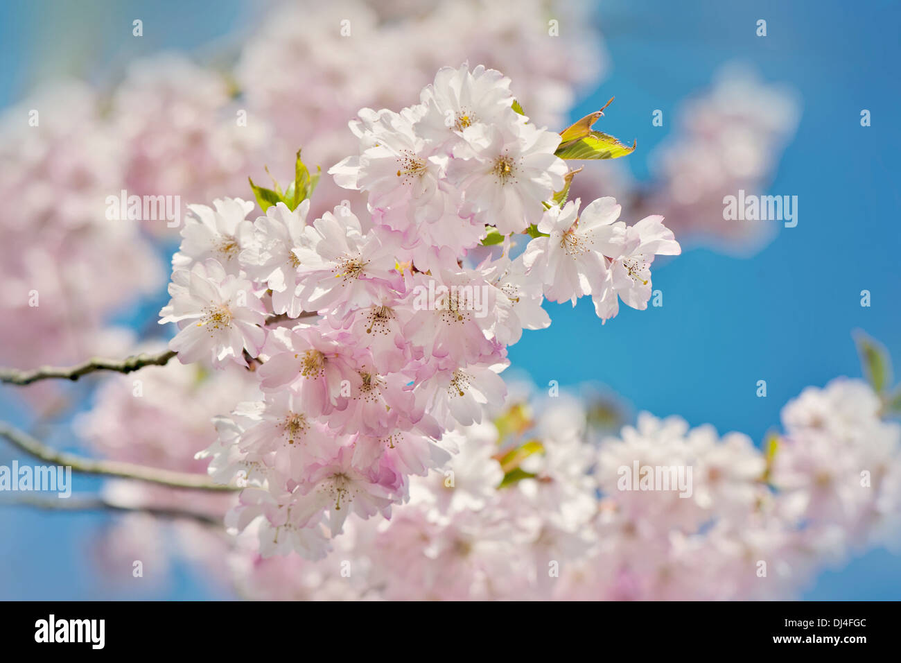 Close-up image of Spring Japanese Cherry Blossom Pink Flowers, image taken against a vibrant blue sky. Stock Photo