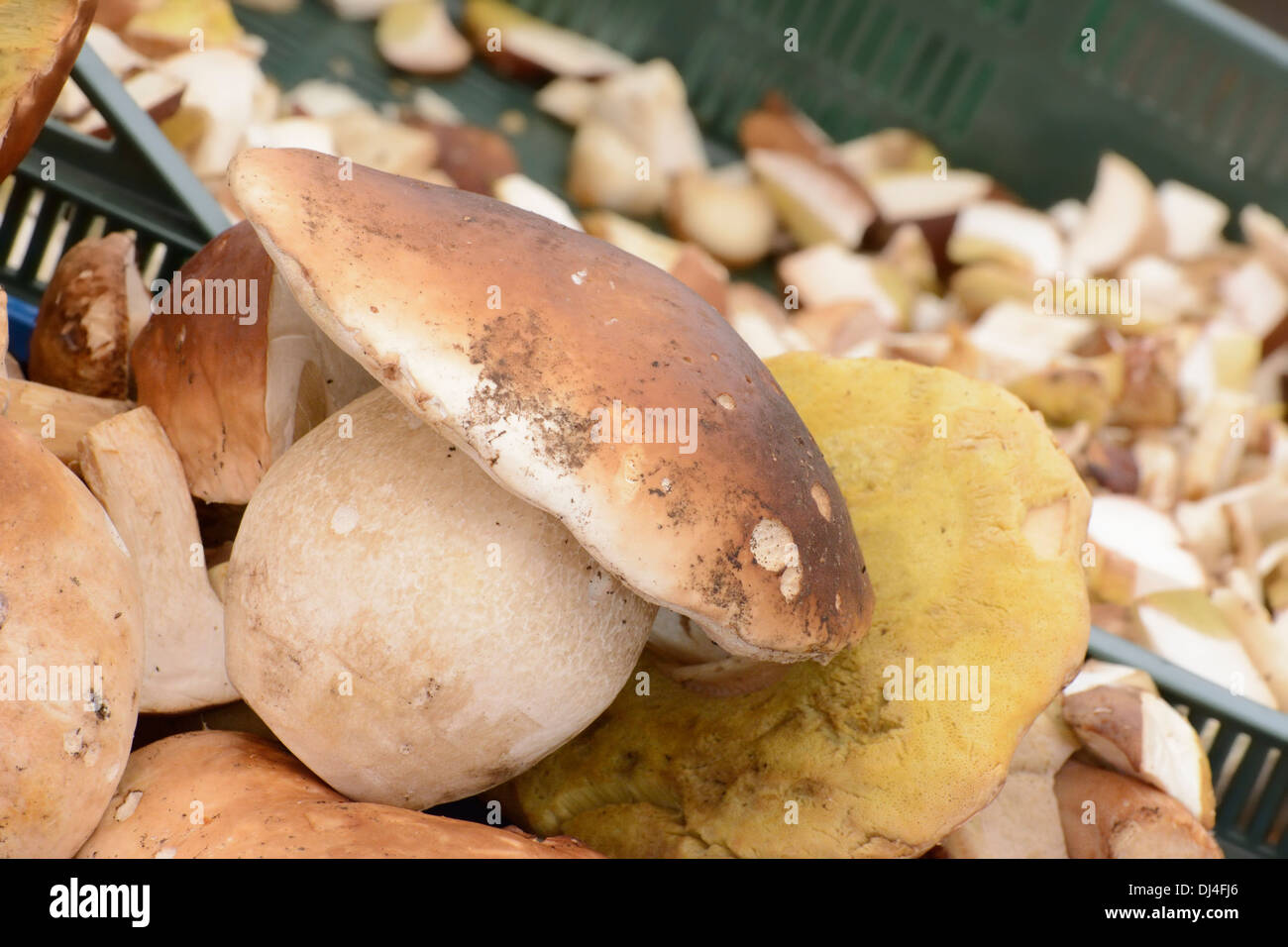 Porcini mushrooms sold at the market Stock Photo Alamy
