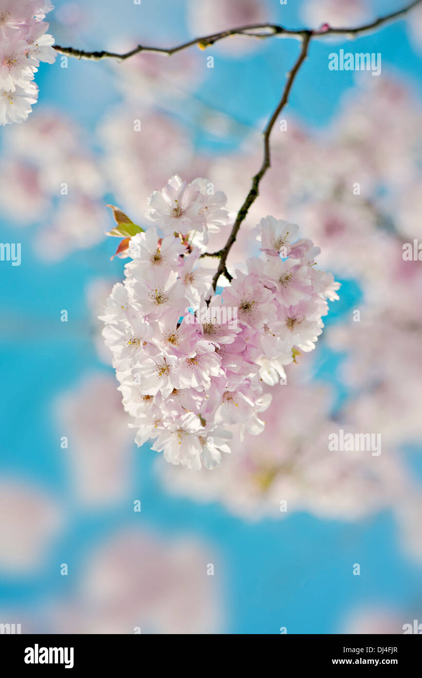 Close-up image of Spring Japanese Cherry Blossom Pink Flowers, image taken against a vibrant blue sky. Stock Photo