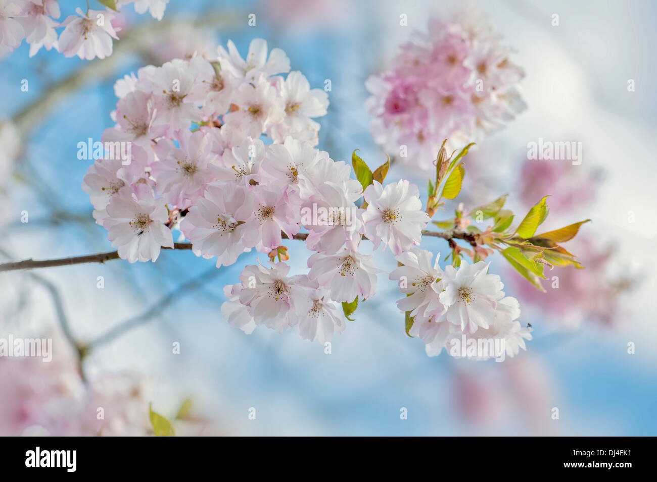 Close-up image of Spring Japanese Cherry Blossom Pink Flowers, image taken against a vibrant blue sky. Stock Photo