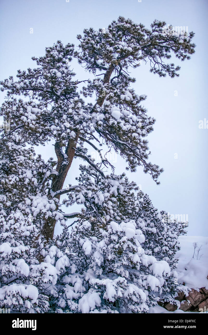 Snow covered branches of a pine tree Stock Photo - Alamy