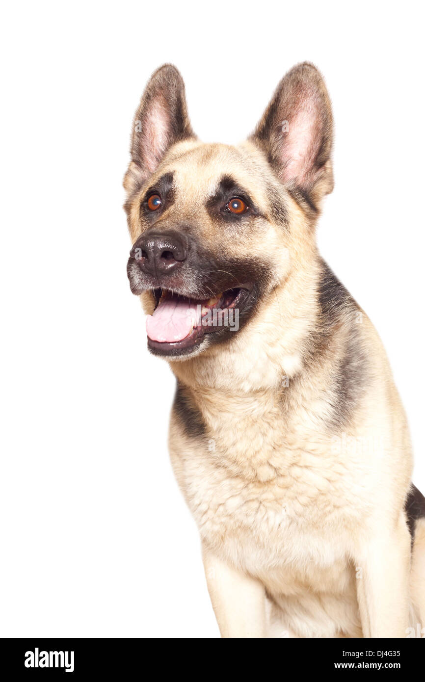 Alsatian dog portrait. Isolated on white. Stock Photo